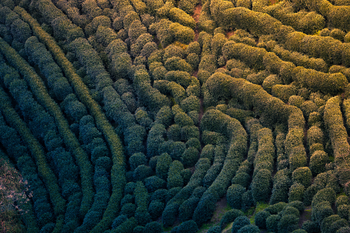 Vue aérienne du jardin de thé Longjin au coucher du soleil, capturant la beauté sereine de l'Asie orientale.