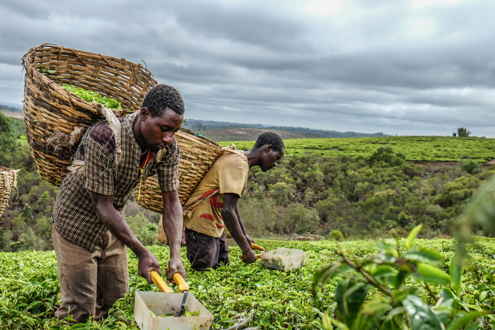Plantations de thé avec l'arrière-plan des vastes paysages africains pour la sous-catégorie 'Aventure Africaine'.